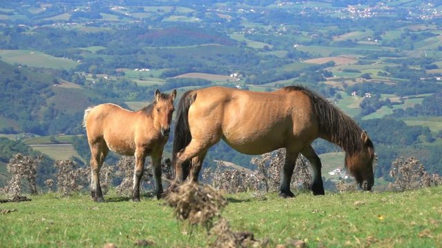 Foal pony  baby animal with mother mountain landscape