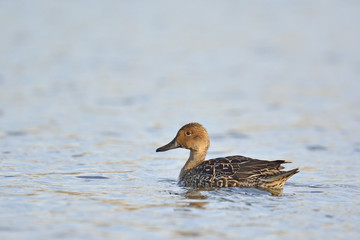 Pintail or Northern Pintail (Anas acuta), Crete 