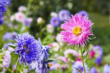 Chrysanthemum flowers as a background close up. Pink, purple and violet Chrysanthemums in autumn. Chrysanthemum wallpaper. Floral background. Selective focus.