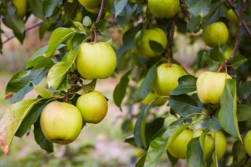 Green ripe apples growing in the garden 