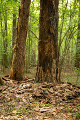 Damaged trees beetle bark beetle. Trees with damaged bark in the forest.