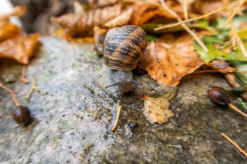 Snail with house closeup in France