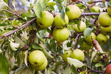 Green ripe apples growing in the garden