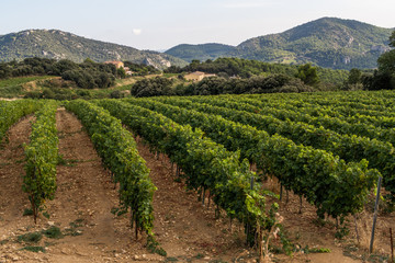 Fototapeta na wymiar Vineyard in the hills of Provence, France