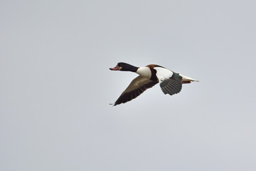 Tadorna tadorna (Common Shelduck, Shelduck), Greece