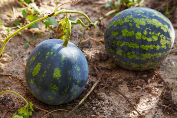 Watermelon (Citrullus lanatus) growing in the  vegetable garden in the sun lights
