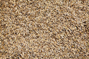 unpeeled oat seeds background. Top view healthy food pattern.