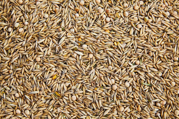 unpeeled oat seeds mixed with dried pea grains background. Top view healthy food pattern.