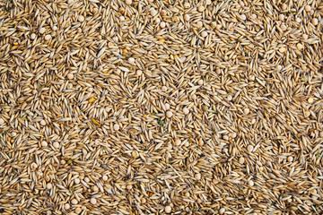 unpeeled oat seeds mixed with dried pea grains background. Top view healthy food pattern.