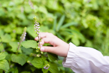 大葉の花