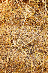 Texture hay closeup in color. Fodder for livestock and construction material. Dry yellow straw grass background texture after havest 