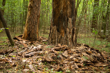 Damaged trees beetle bark beetle. Trees with damaged bark in the forest.