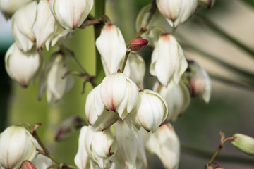 Flowering white yucca flowers in the garden