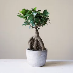Deurstickers bonsai ginseng or ficus retusa also known as banyan or chinese fig tree © Axel Bueckert