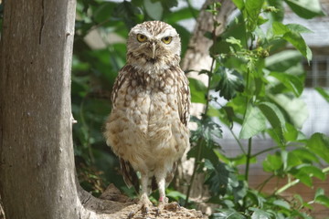 Little Owl