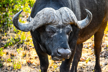 Angry buffalo looking at camera