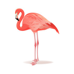 Red and pink flamingo vector illustration. Can be used for fashion print. Cool exotic bird standing, decorative design elements collection. Flamingo Isolated on white background