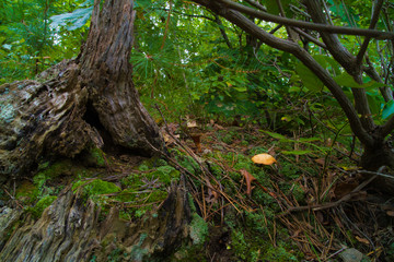 Beige And Brown Capped Mushroom Growing On Moss Near Fallen Tree