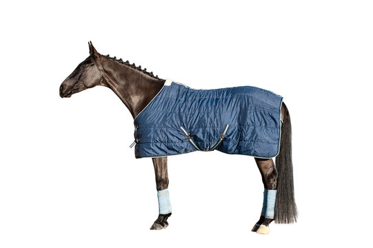 Horse in a blanket isolated