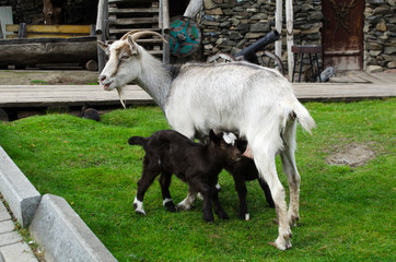 Obraz premium goat feeds little goats