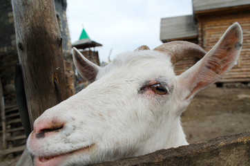 goat walks in an ancient village