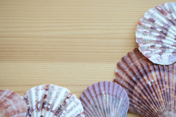 Wooden background with sea shells close up