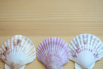 Wooden background with sea shells close up