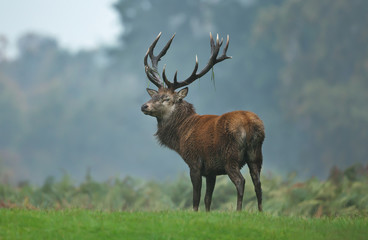 Red deer stag during rutting season