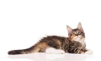 Fototapeta premium Kociak Maine Coon