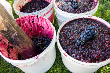 Grapes in white buckets.Gathered the grapes.Purple and dark grey marc of grapes