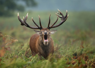 Close-up of a Red deer roaring
