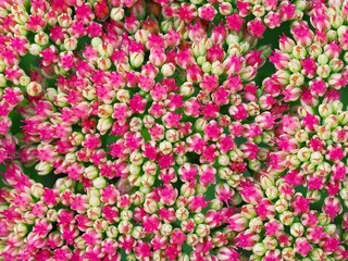 Sedum flower 