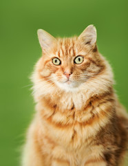 Portrait of a ginger cat against green background