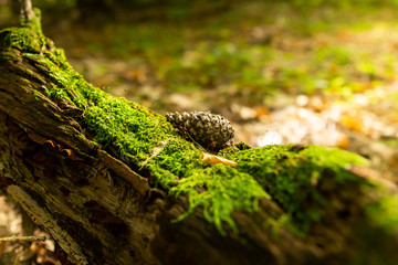 Old stump, moss, fir cones in the autumn forest. Wild forest, yellow leaves.