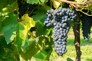 Fototapeta premium Shot of a Friularo bunch of grapes hanging from the vine plant. This grapes can be used for both red and white wines. 
