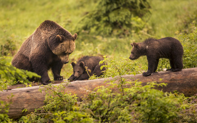 Cute brown grizzly bear family Ursus arctos playing on lying trunk of death tree. Wildlife photography scene of secret animal family life in nature habitat