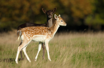 Naklejka na ściany i meble Two young Fallow deer in the meadow