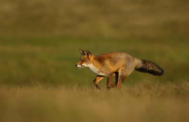 Red fox running across the field