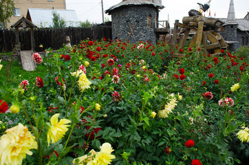 red flowers in the field