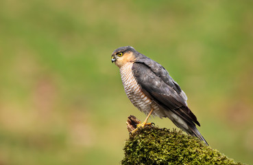 Eurasian Sparrowhawk perching on a mossy post