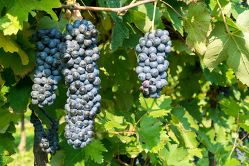 Shot of a Friularo bunch of grapes hanging from the vine plant. This grapes can be used for both red and white wines. 