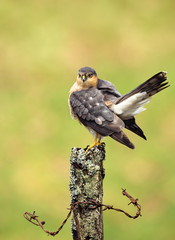 Eurasian Sparrowhawk preening on a wooden post