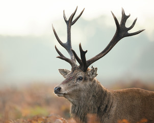 Portrait of red deer stag injured during the rut