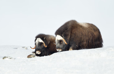 Two young Musk Oxen lying in snowy mountains