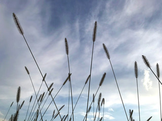 Spikelets of grass against the blue sky.
