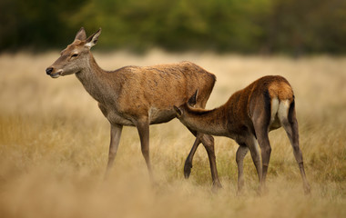 Naklejka na ściany i meble Red deer hind feeding her calf