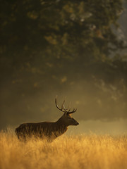 Naklejka na ściany i meble Red deer stag at sunrise