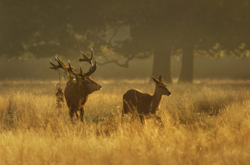 Red deer stag with a hind at sunrise