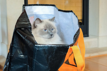 Nice Ragdoll cat sitting in a plastic shopping bag. It gives meaning to the saying 'putting the cat...