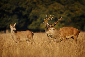 Red deer stag standing by a hind